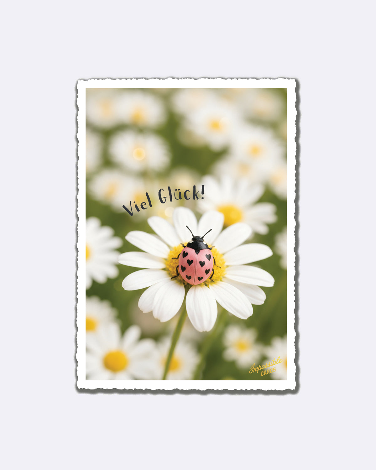 Postkarte mit weißer Blume und rosa Käfer mit Schriftzug "Viel Glück"