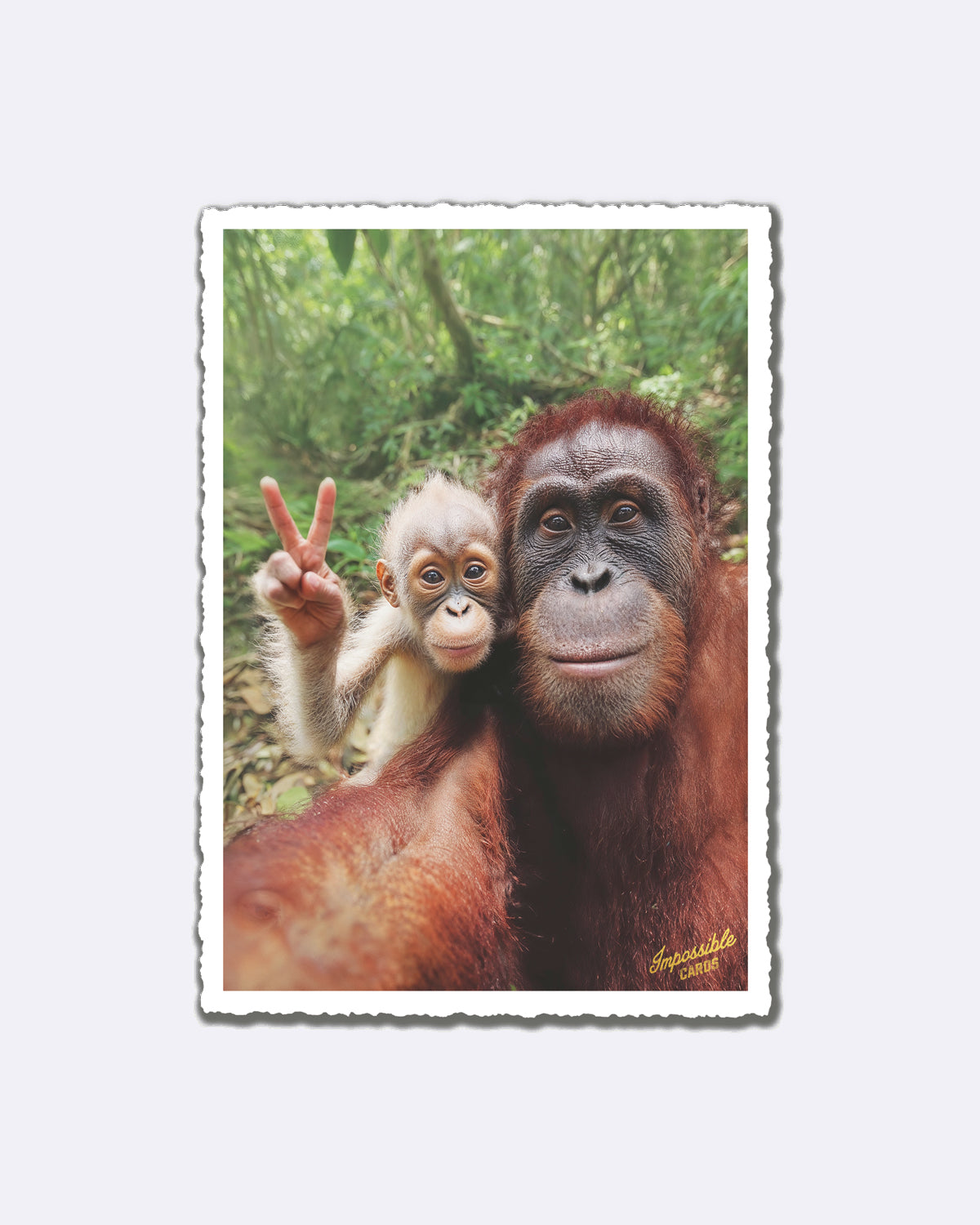 Postkarte mit zwei Affen im Wald und Schriftzug "Impossible Card"