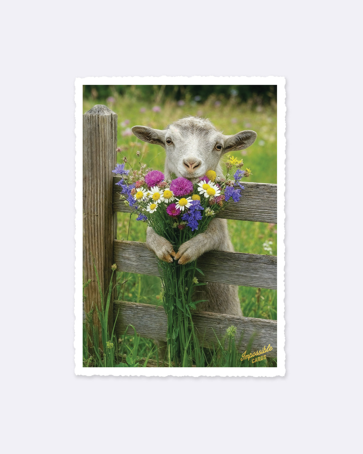 Postkarte mit einem Lamm, das bunte Blumen hält, Schriftzug "Impossible Cards"